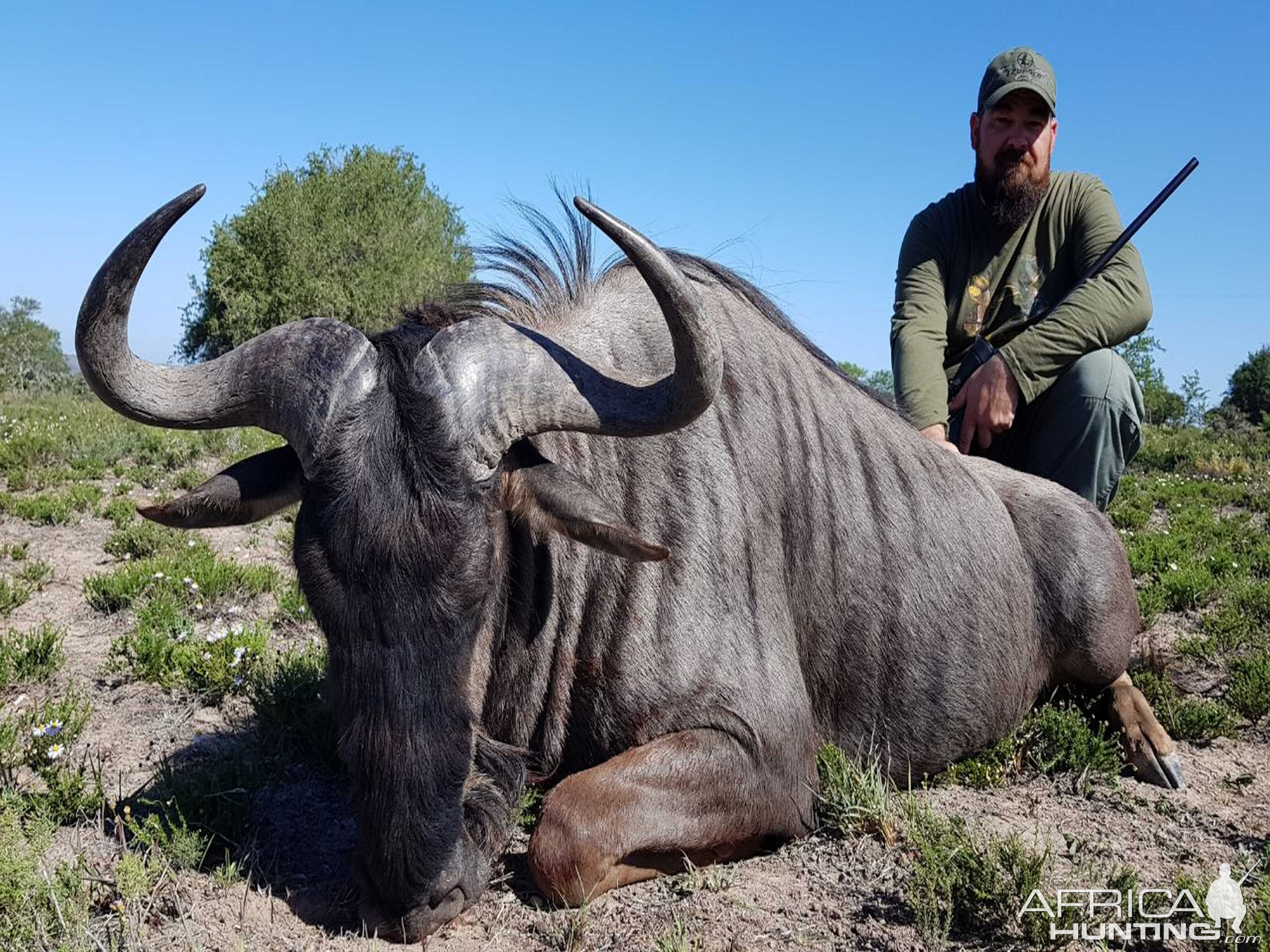 Blue Wildebeest Hunt in South Africa