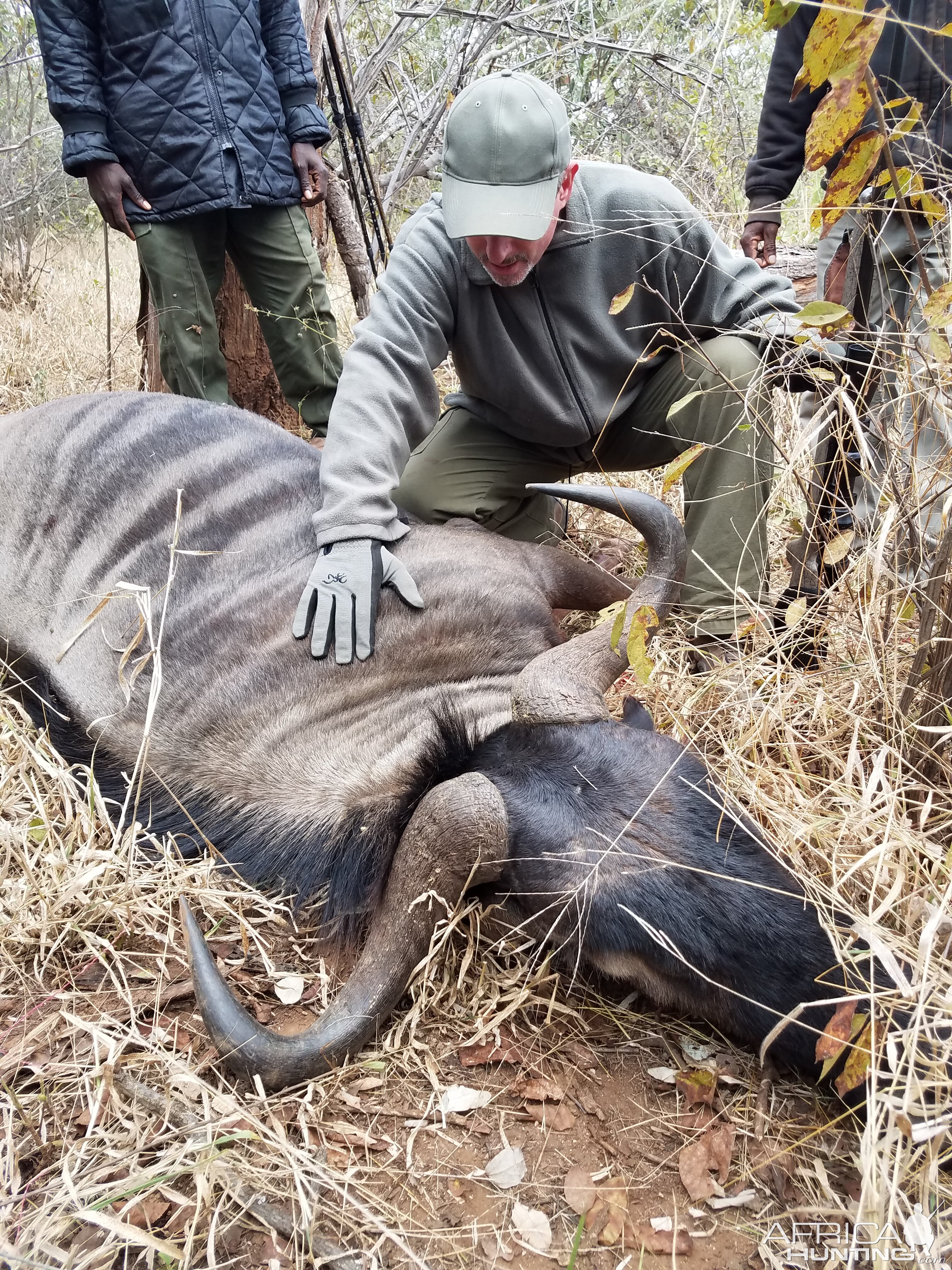 Blue Wildebeest Hunt in Zimbabwe