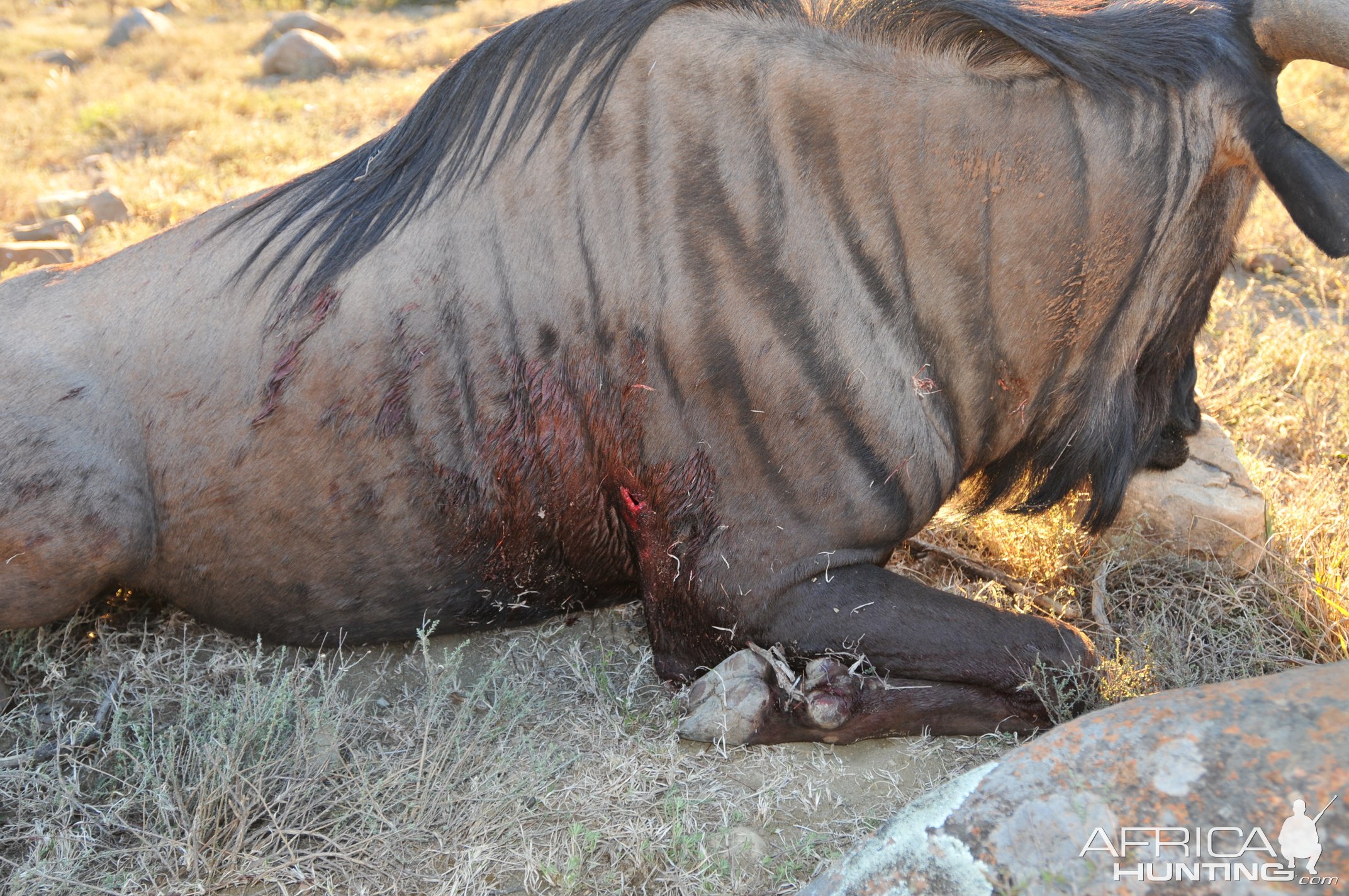 Blue Wildebeest Hunt Karoo South Africa