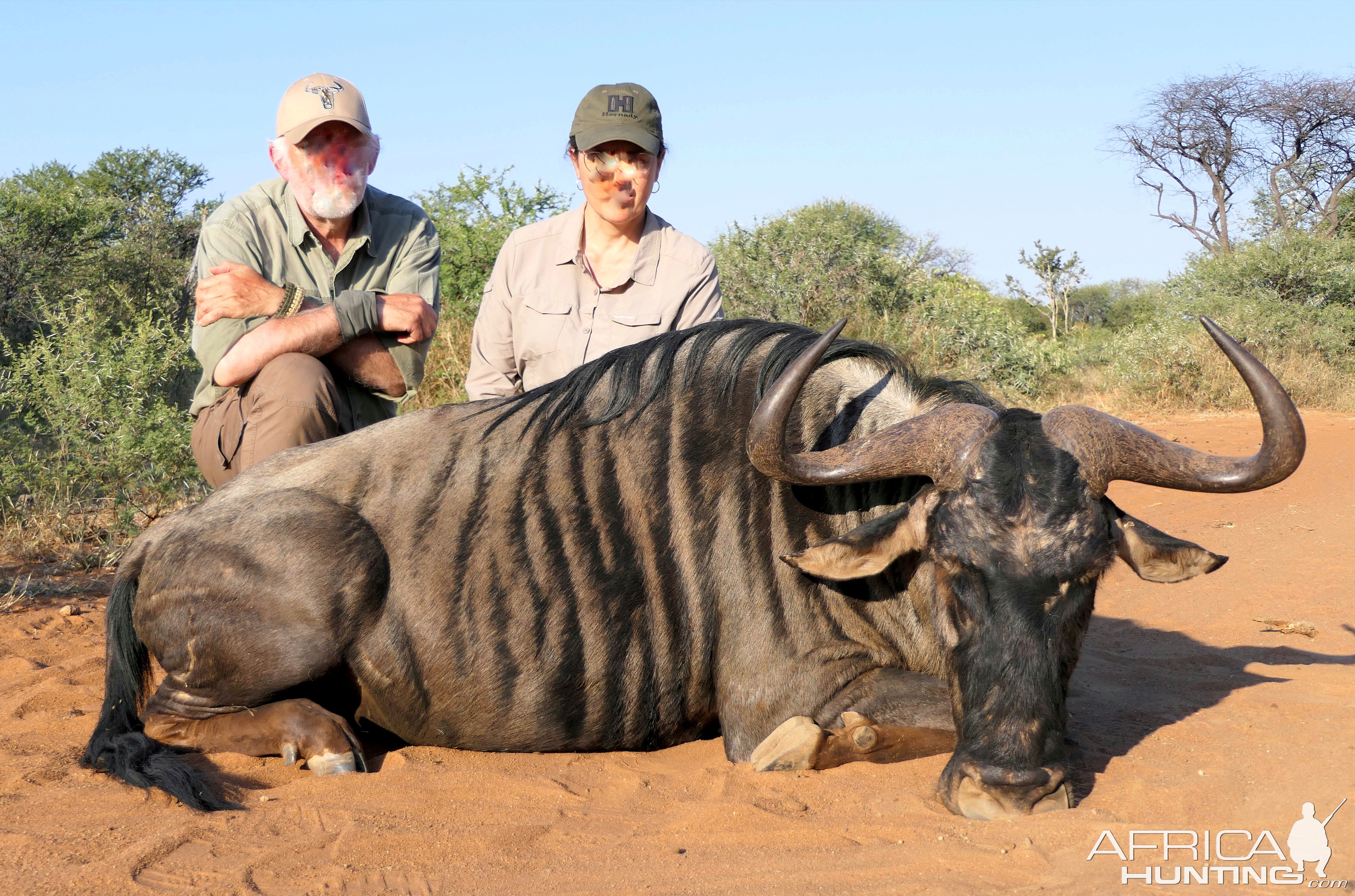 Blue Wildebeest Hunt Limpopo South Africa