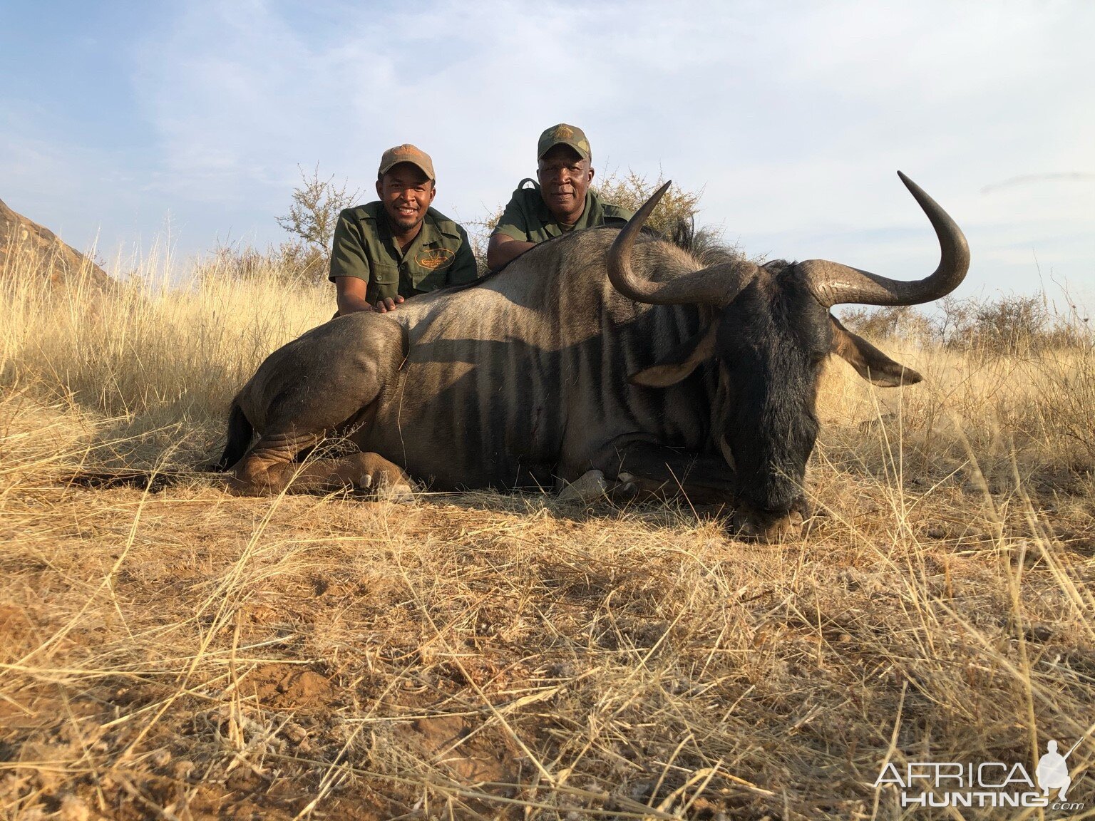 Blue Wildebeest Hunt Namibia