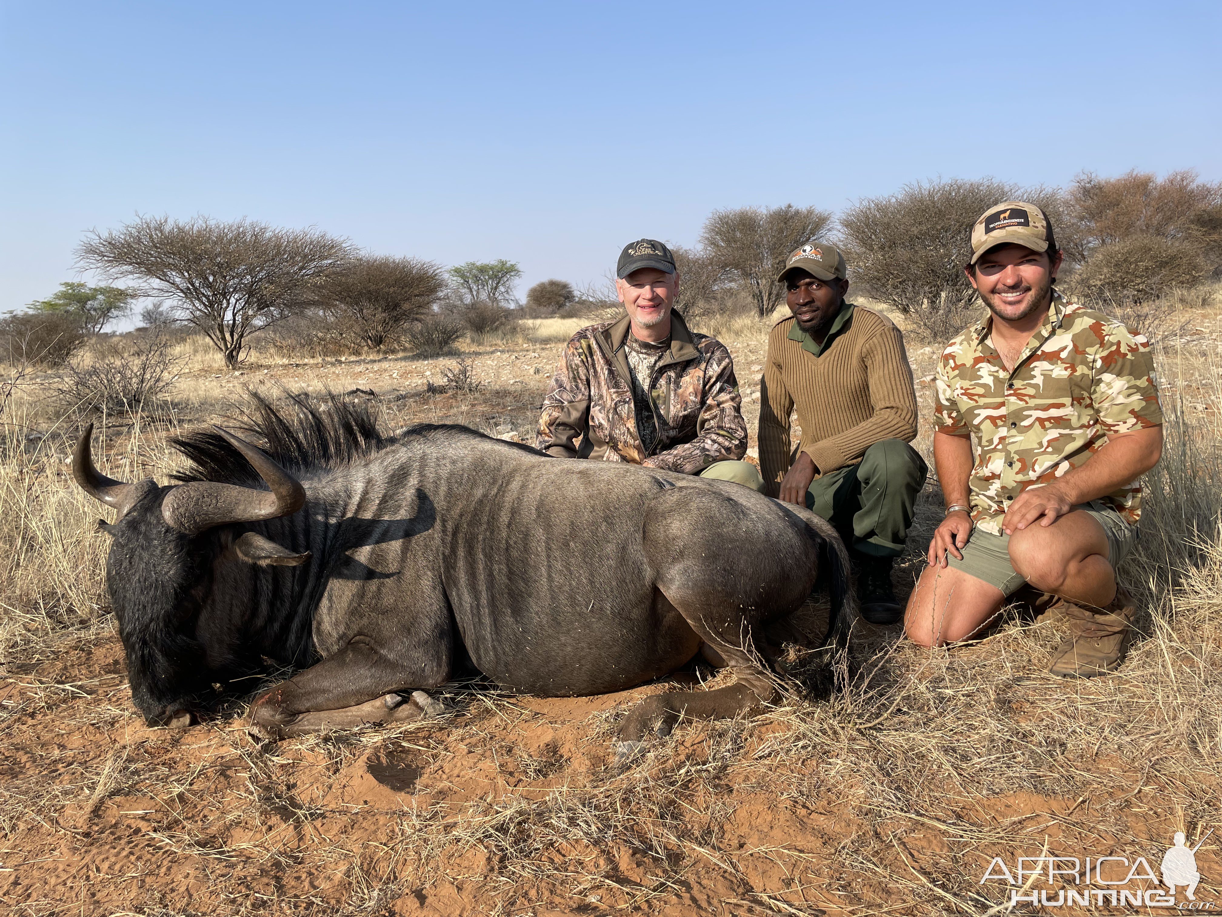 Blue Wildebeest Hunt Namibia