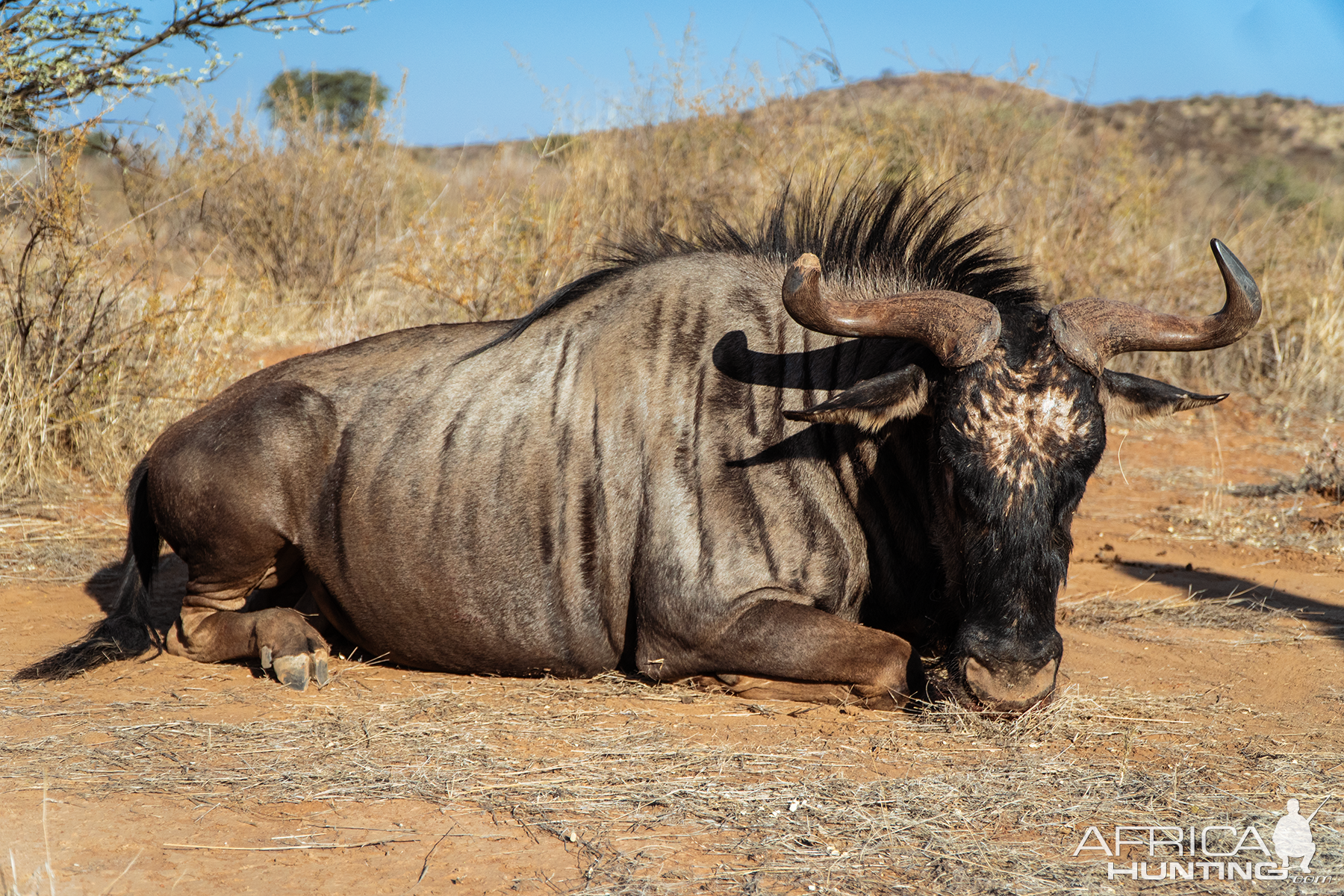 Blue Wildebeest Hunt Namibia