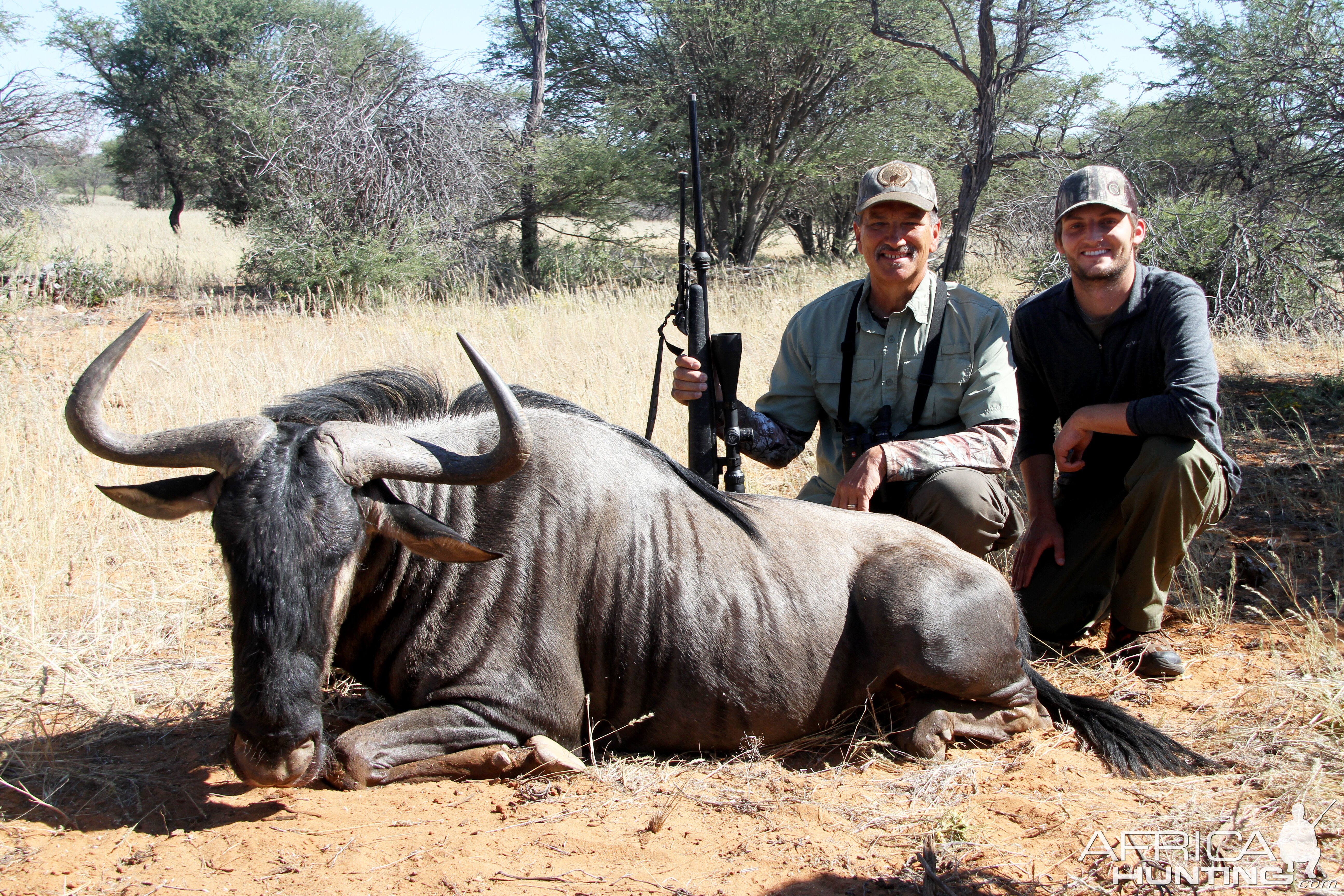 Blue Wildebeest Hunt Namibia