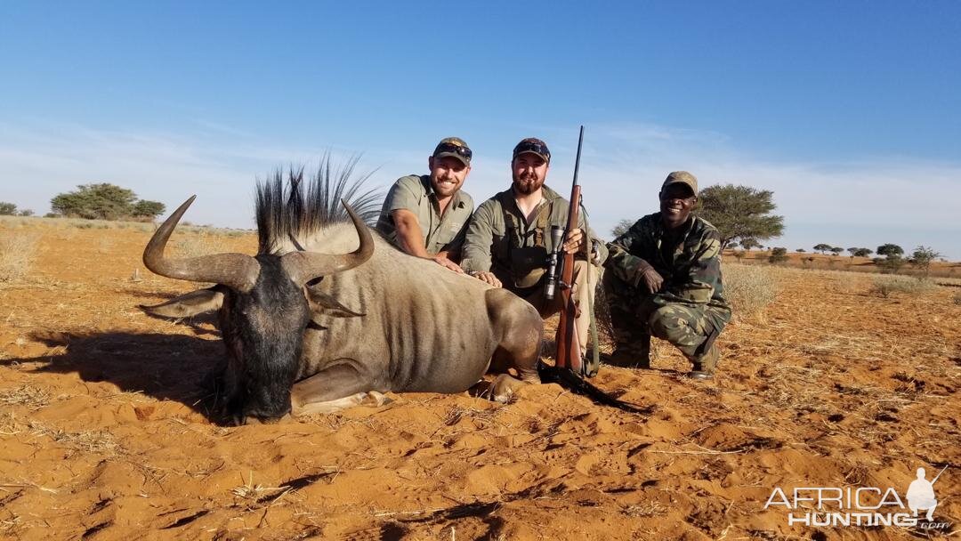 Blue Wildebeest Hunt Namibia