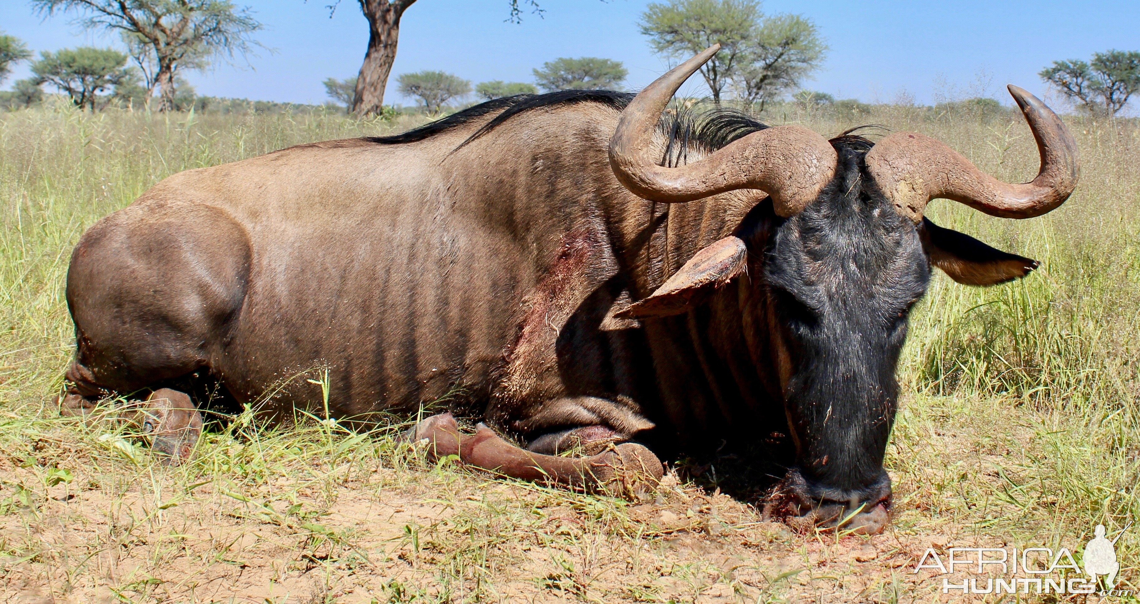 Blue Wildebeest Hunt Namibia