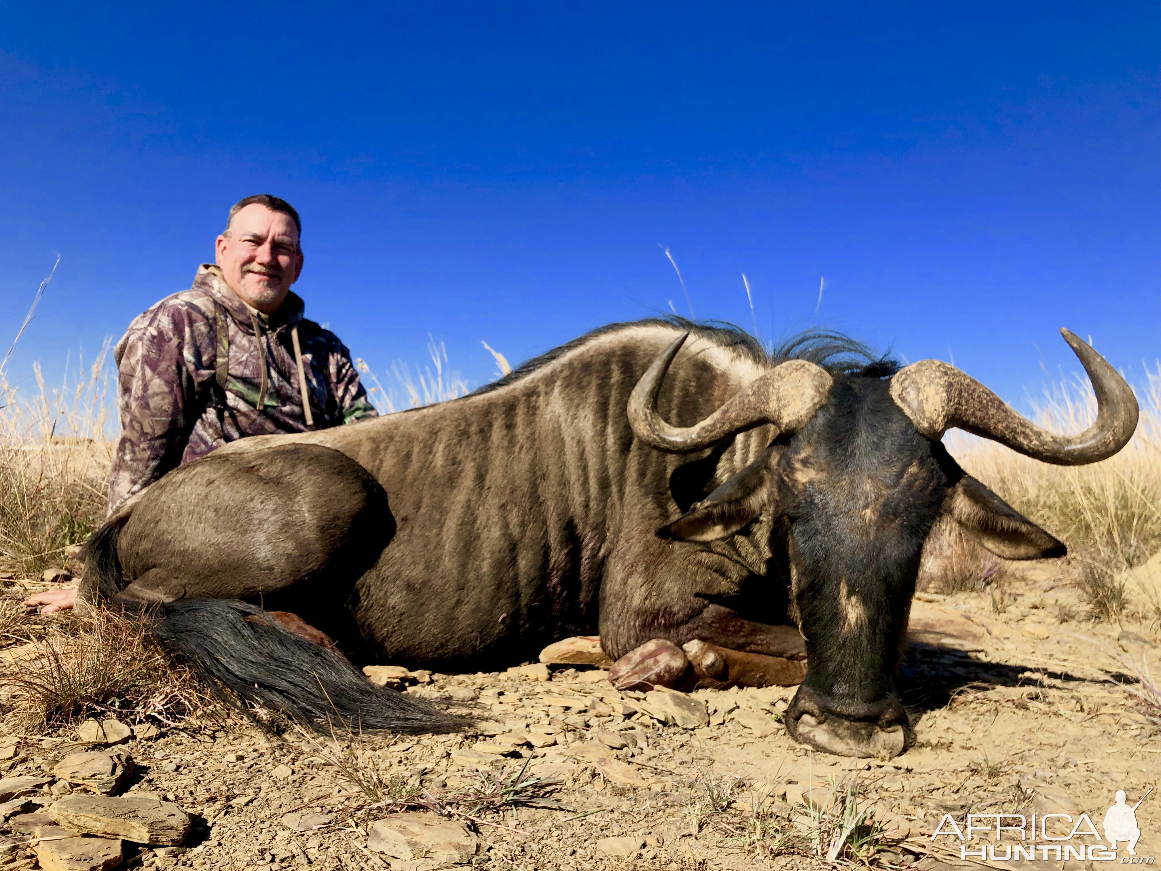 Blue Wildebeest Hunt South Africa