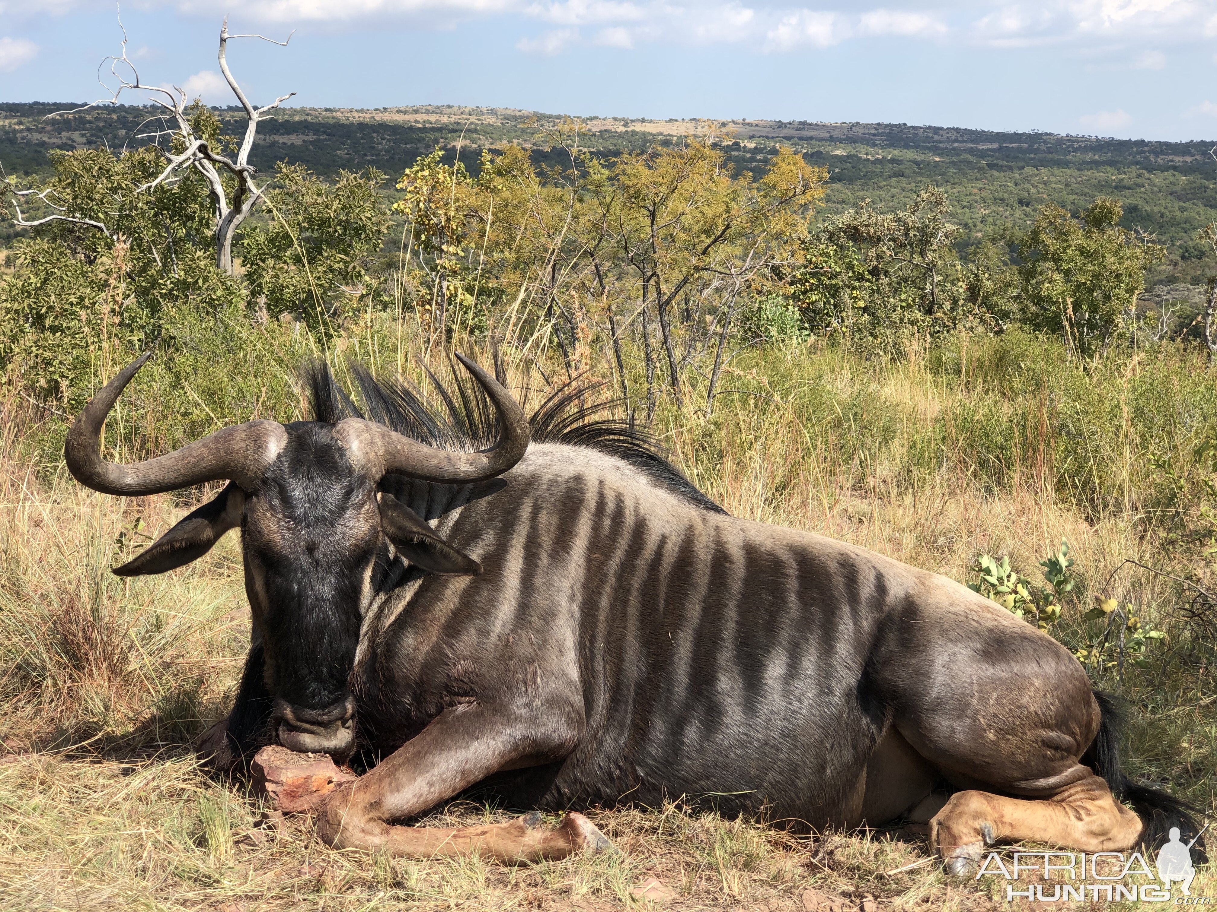 Blue Wildebeest Hunt South Africa