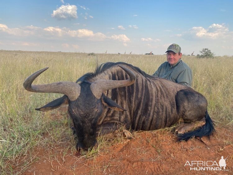 Blue Wildebeest Hunt South Africa