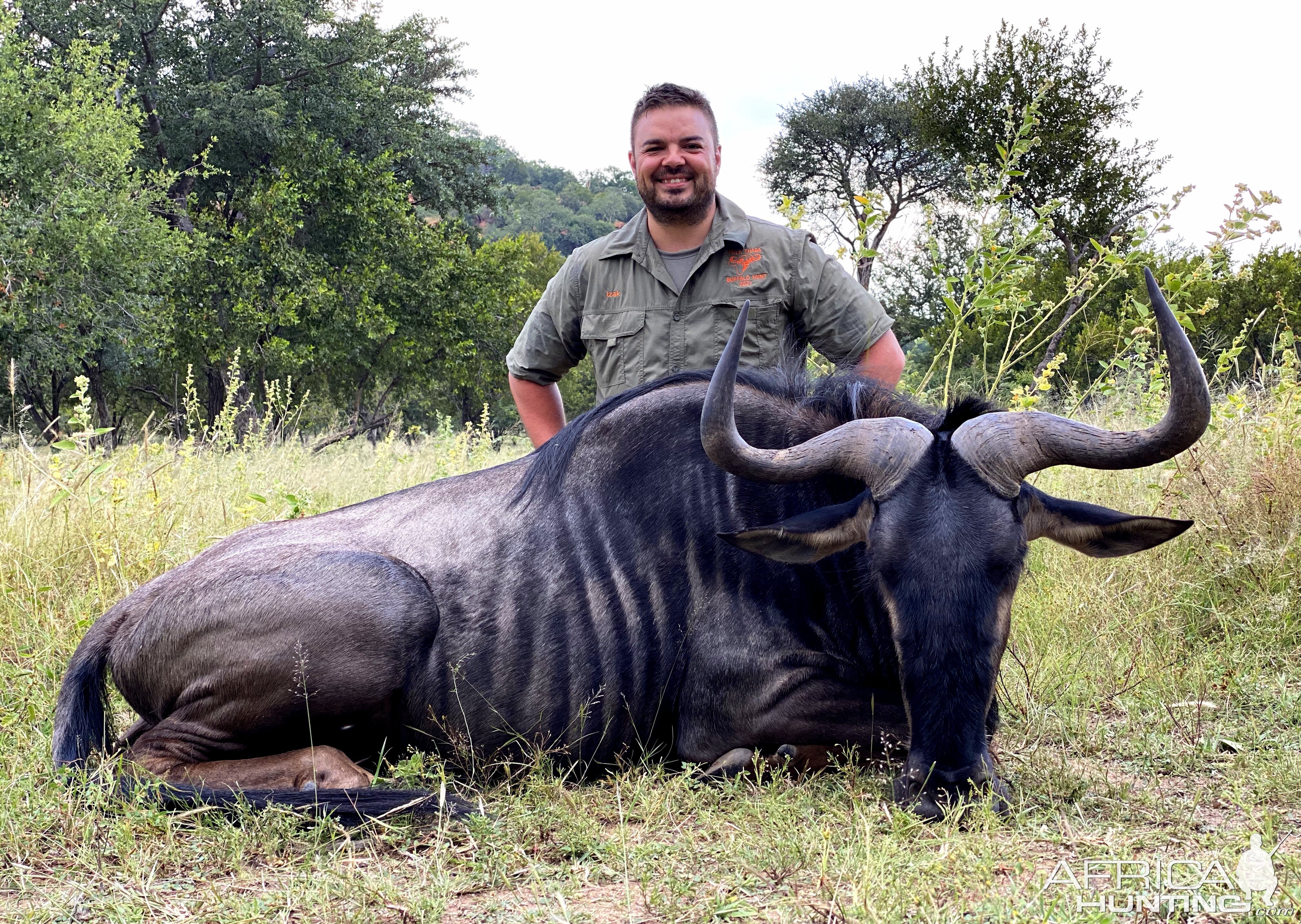 Blue Wildebeest Hunt South Africa