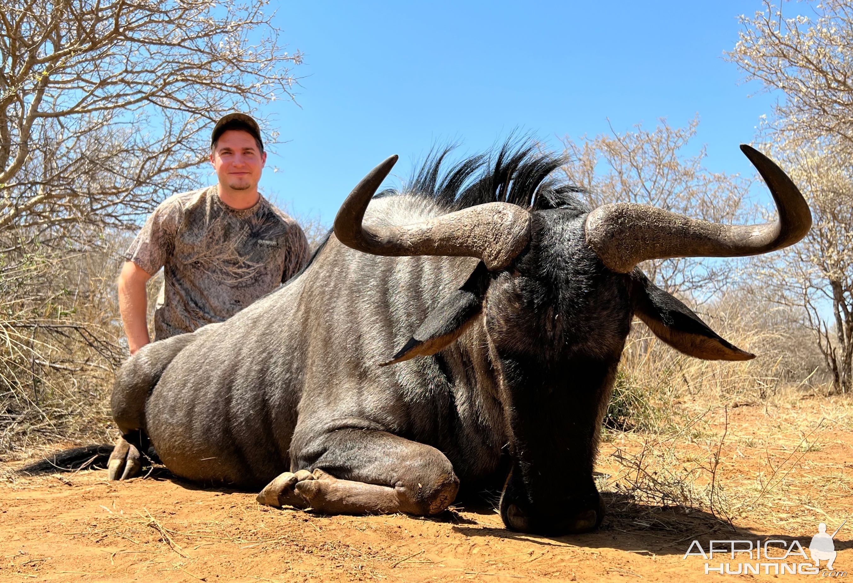 Blue wildebeest Hunt South Africa