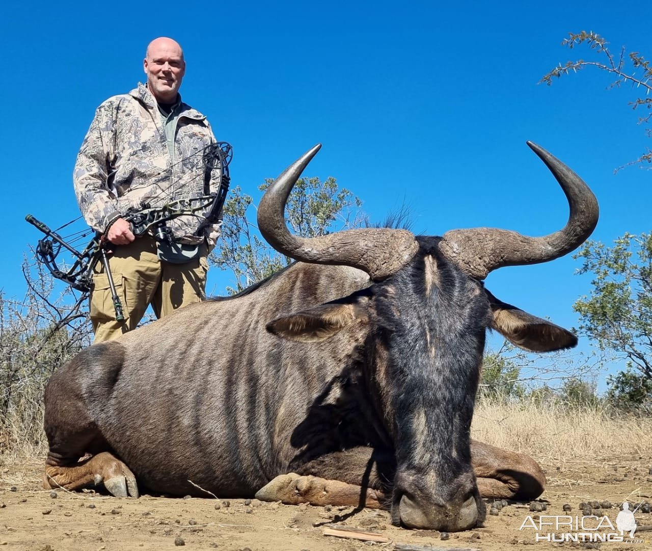 Blue Wildebeest Hunt South Africa