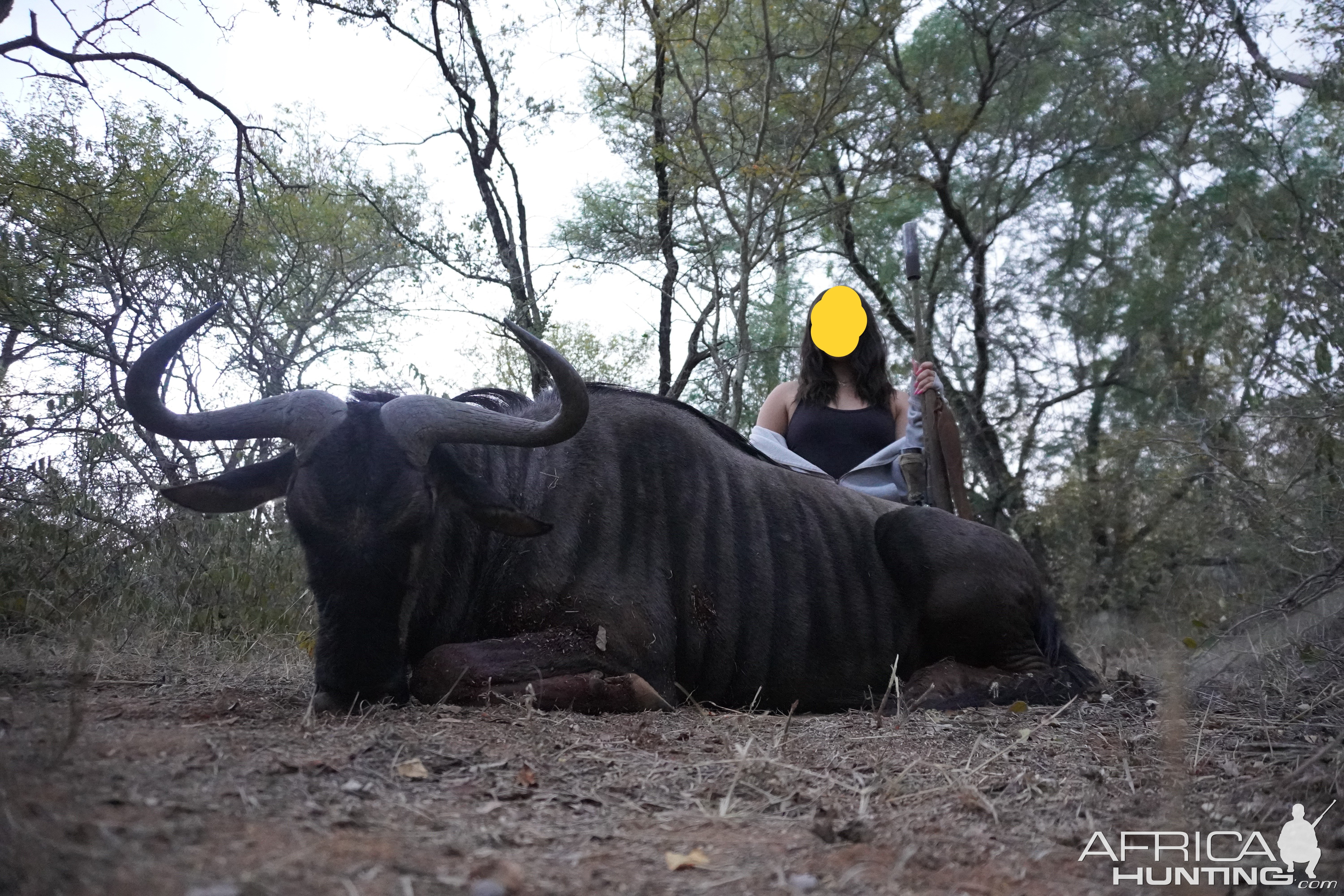 Blue Wildebeest Hunt South Africa