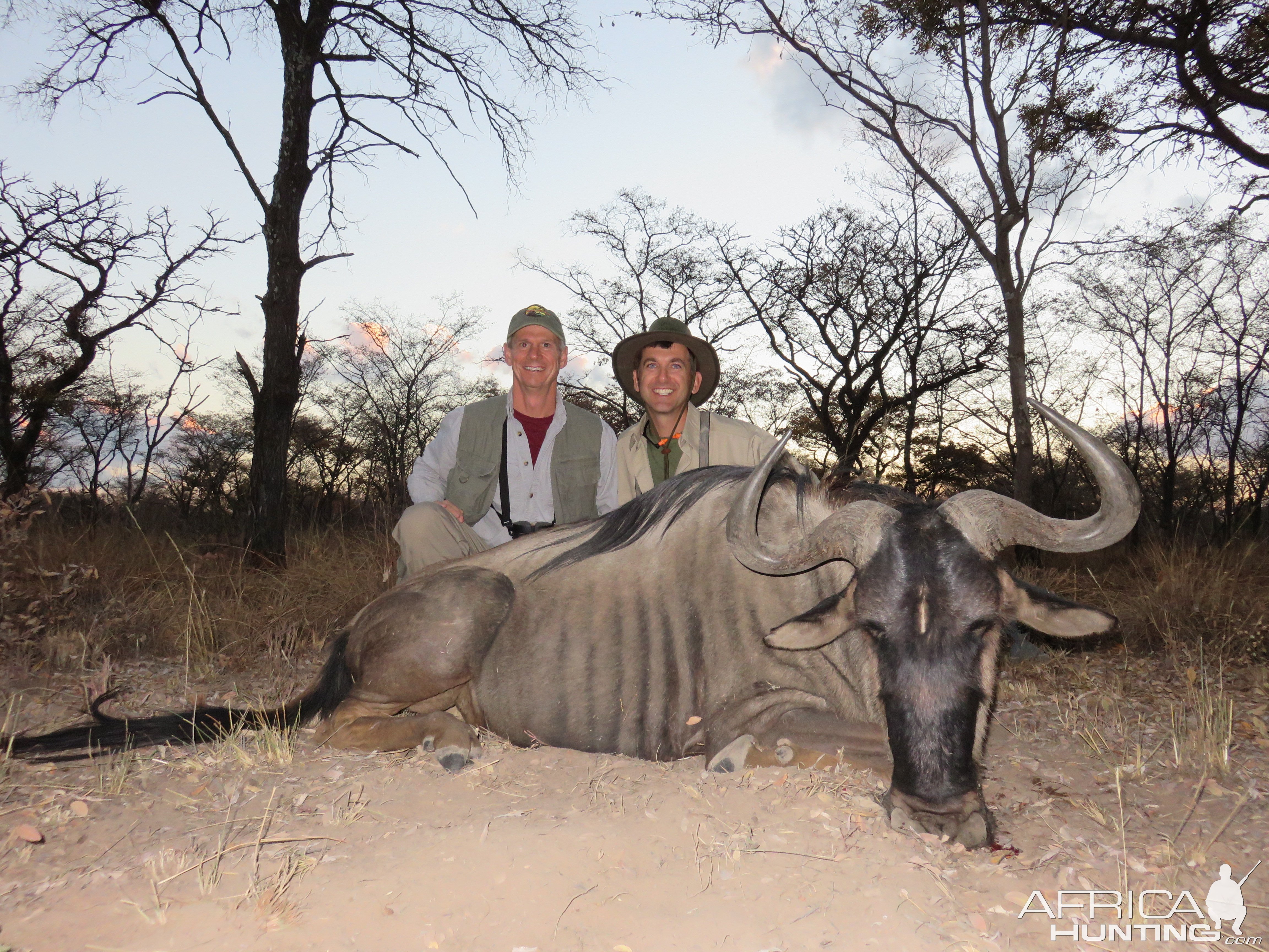 Blue Wildebeest Hunt South Africa