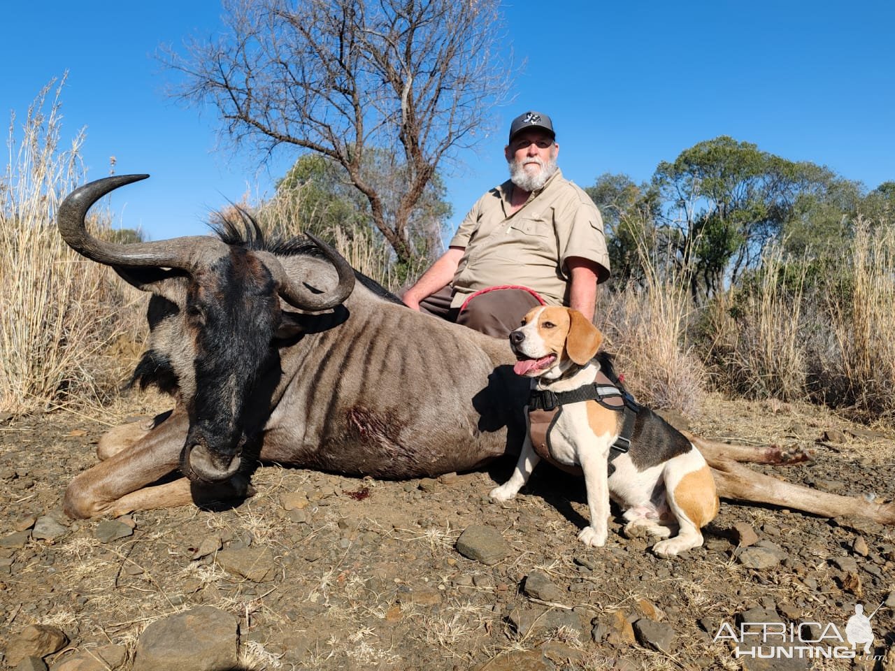 Blue Wildebeest Hunt South Africa