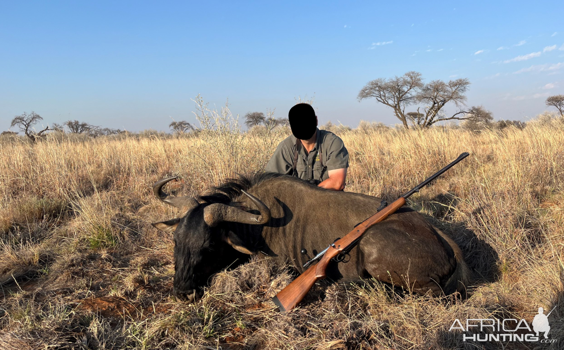 Blue Wildebeest Hunt South Africa