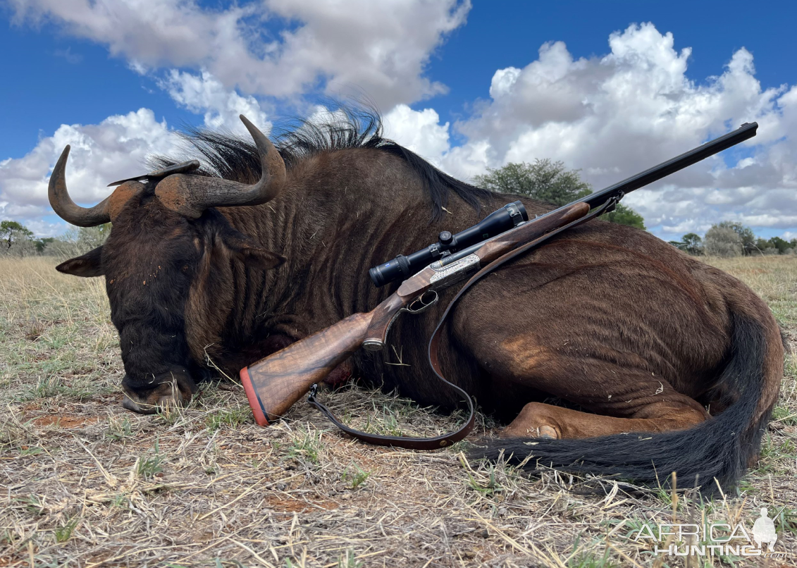 Blue Wildebeest Hunt South Africa