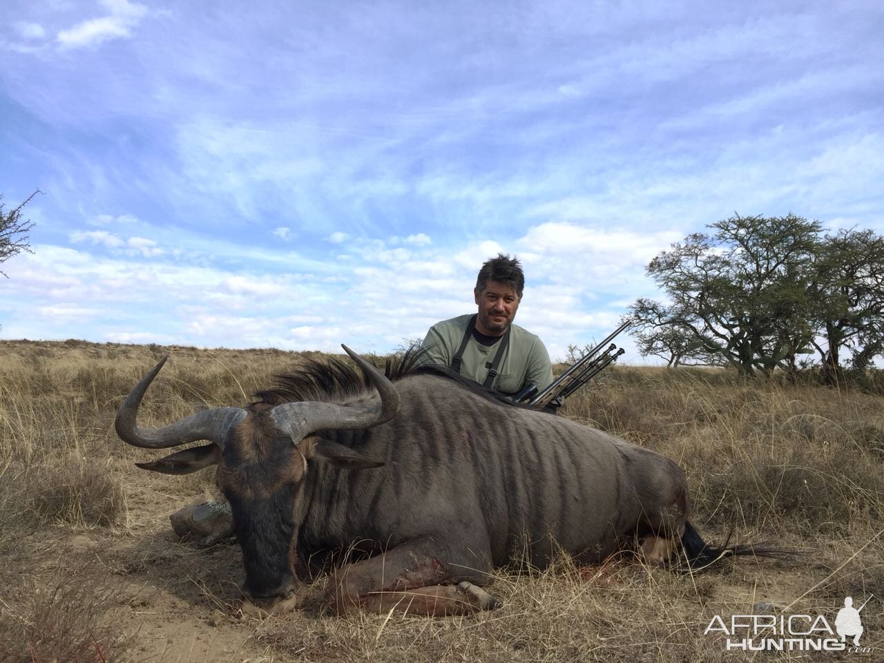 Blue Wildebeest Hunt South Africa