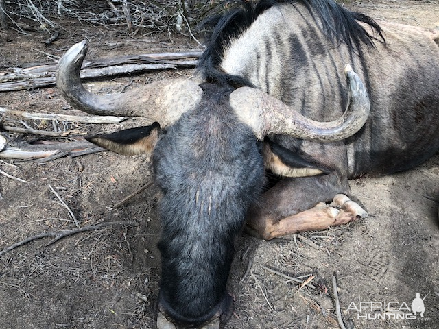 Blue Wildebeest Hunt South Africa