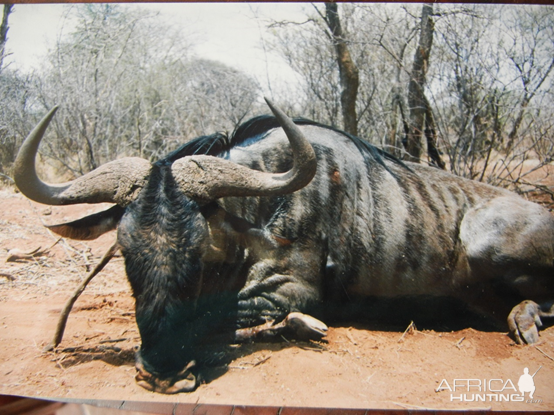 Blue Wildebeest Hunt South Africa