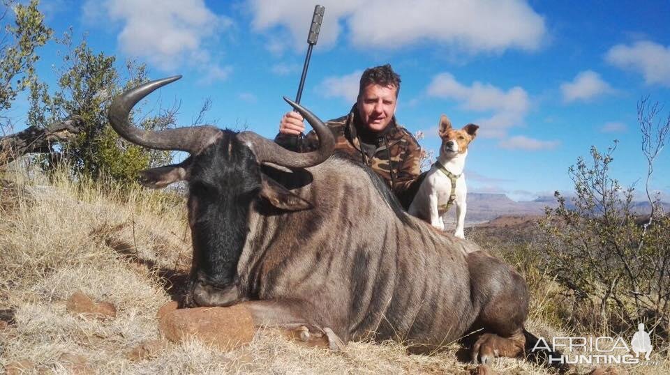 Blue Wildebeest Hunt South Africa