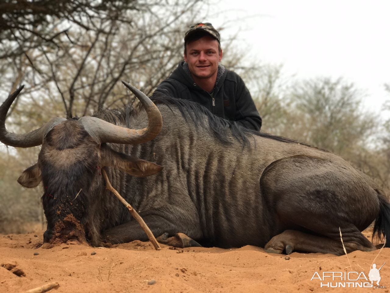 Blue Wildebeest Hunt South Africa