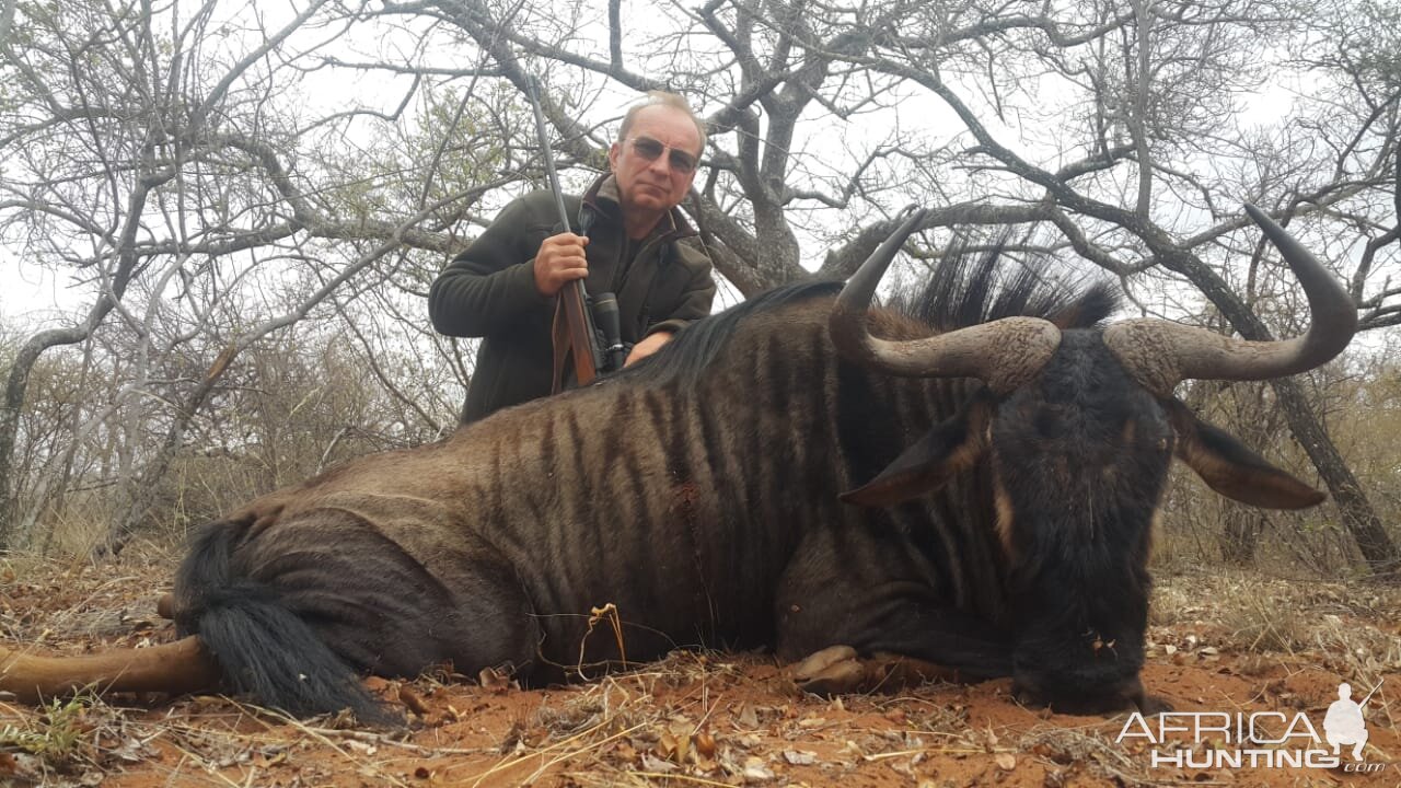 Blue Wildebeest Hunt South Africa