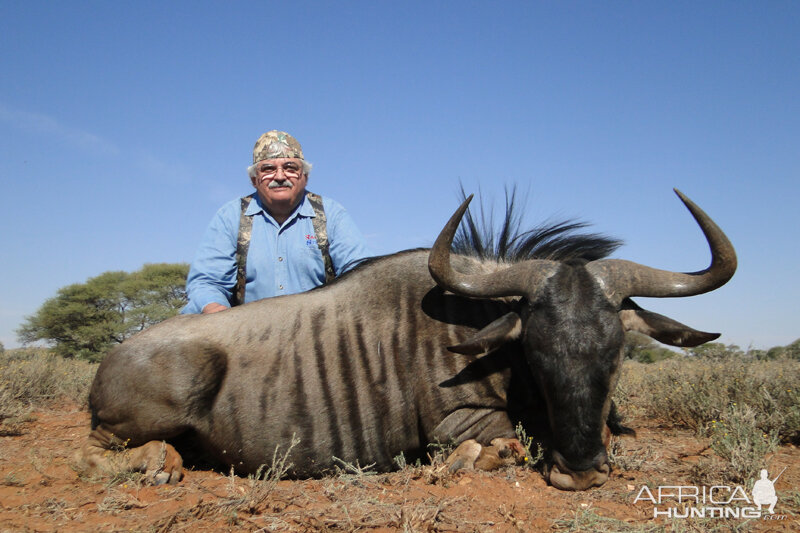 Blue Wildebeest hunt with Wintershoek Johnny Vivier Safaris