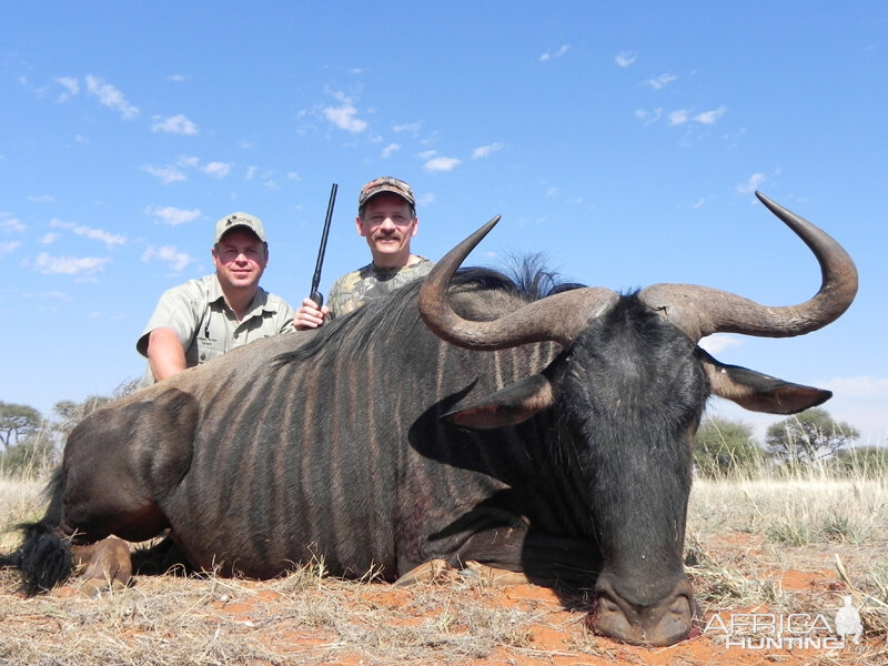 Blue Wildebeest hunt with Wintershoek Johnny Vivier Safaris