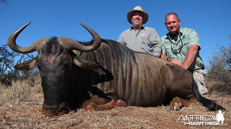 Blue Wildebeest hunt with Wintershoek Johnny Vivier Safaris