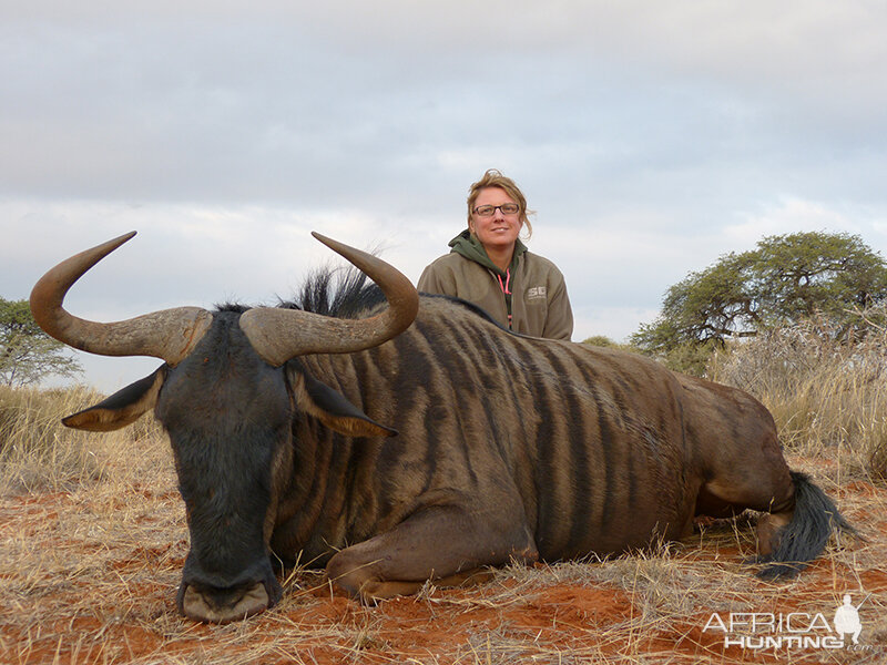 Blue Wildebeest hunt with Wintershoek Johnny Vivier Safaris