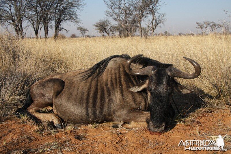 Blue Wildebeest hunted in Namibia