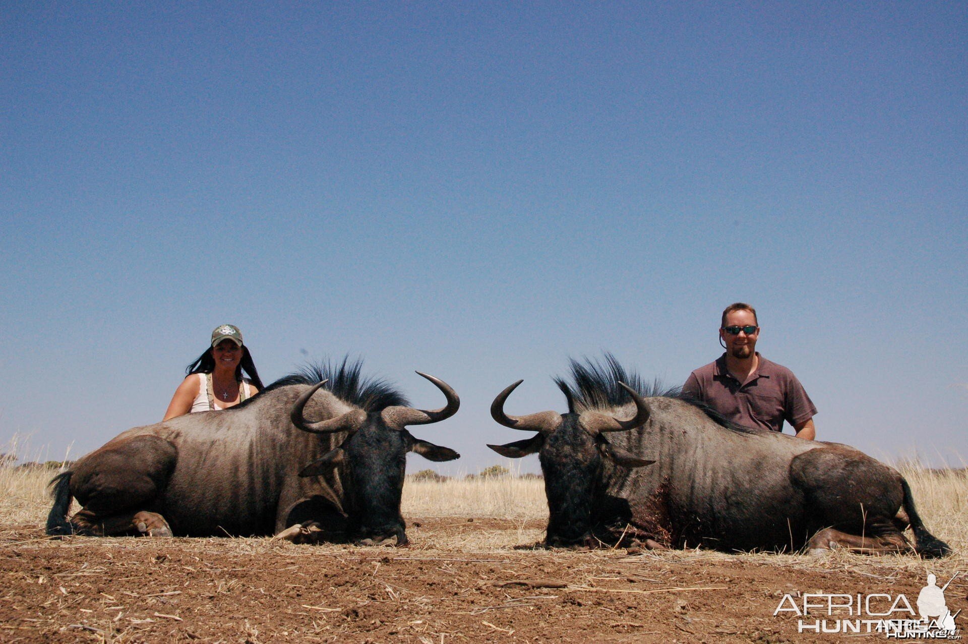 Blue Wildebeest hunted in Namibia