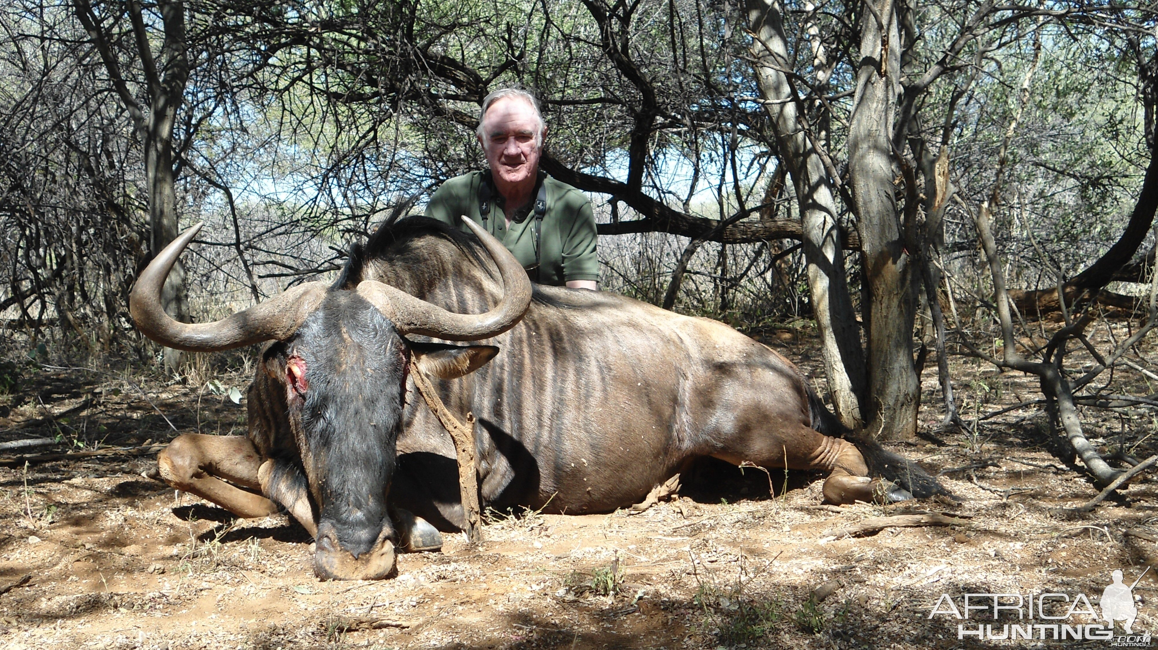 Blue Wildebeest hunted with Ozondjahe Hunting Safaris in Namibia