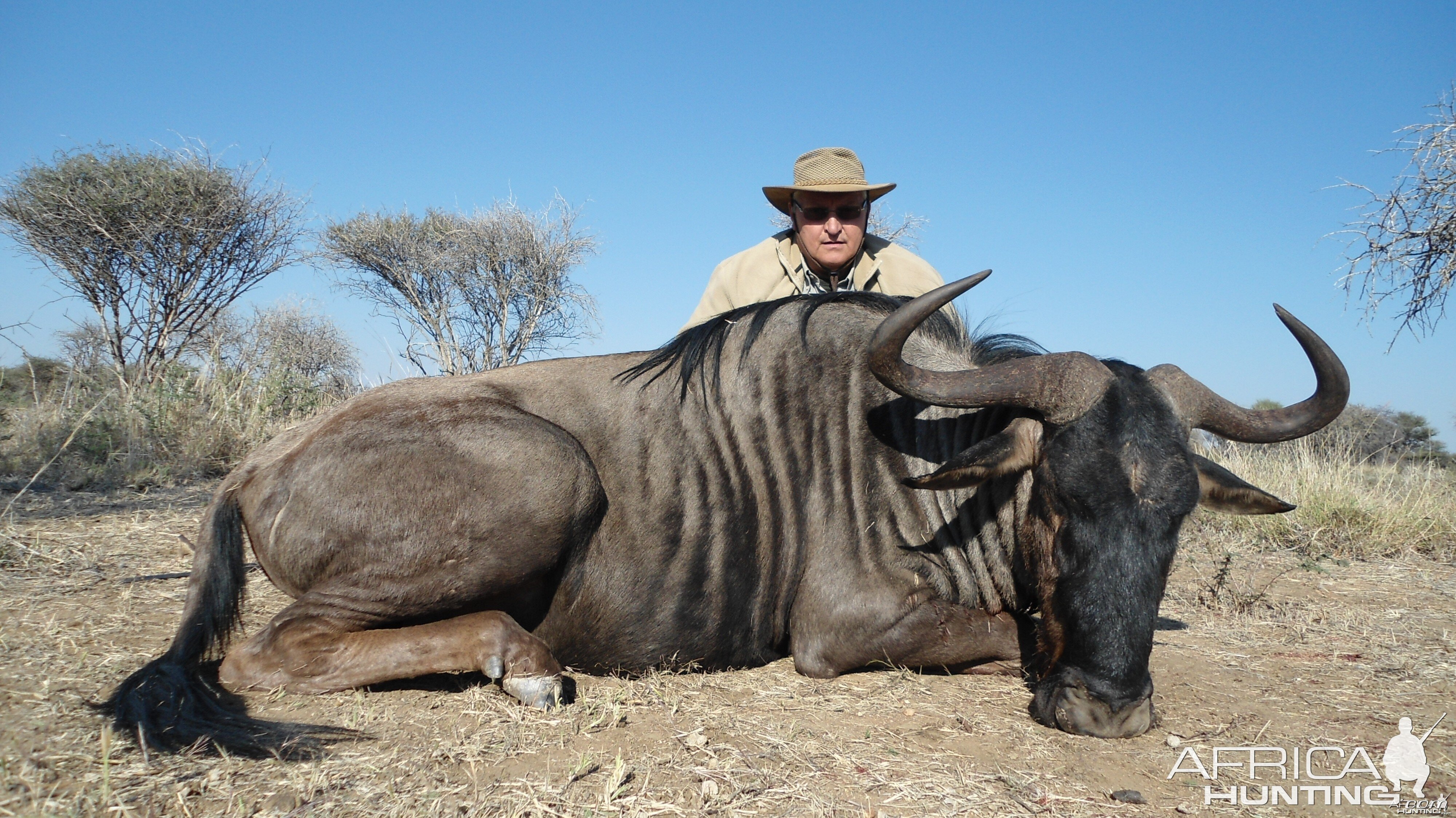 Blue Wildebeest hunted with Ozondjahe Hunting Safaris in Namibia