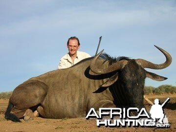 Blue Wildebeest Hunting in Namibia