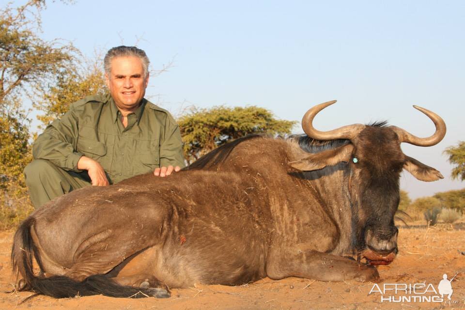 Blue Wildebeest Hunting in Namibia