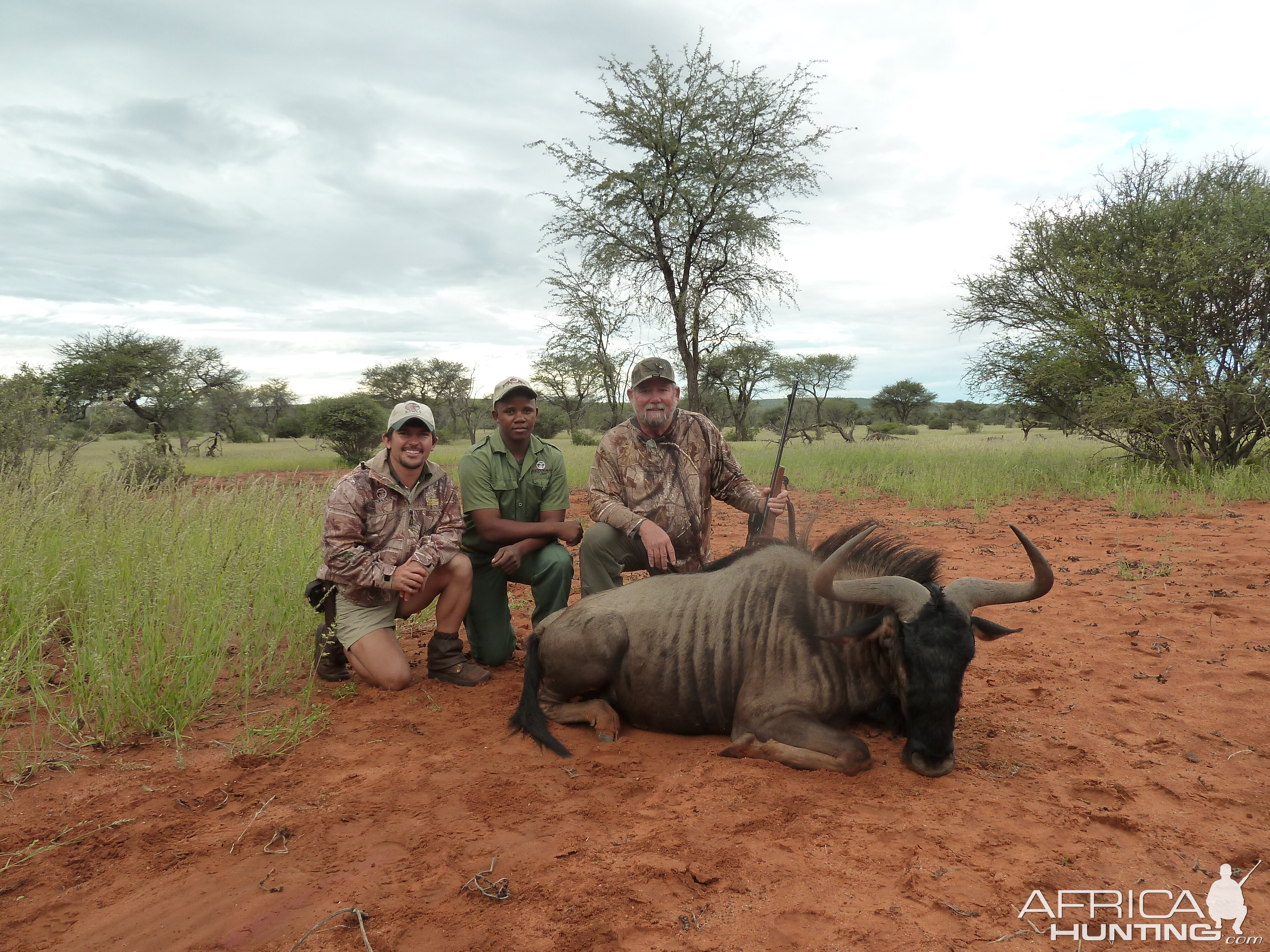 Blue Wildebeest Hunting in Namibia