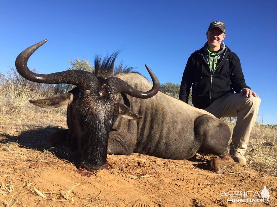 Blue Wildebeest Hunting in South Africa