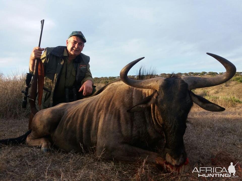 Blue Wildebeest Hunting in South Africa