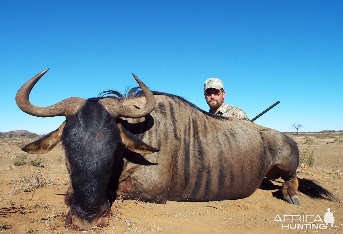 Blue Wildebeest Hunting in South Africa