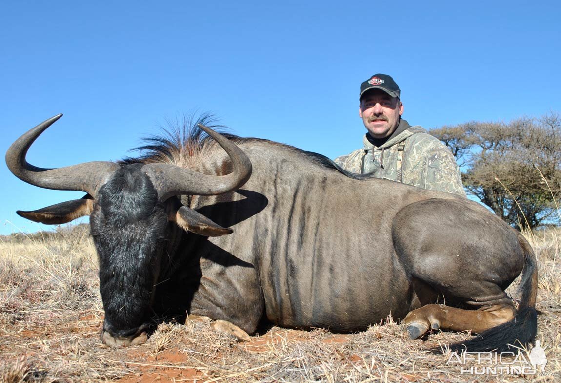 Blue Wildebeest Hunting in South Africa