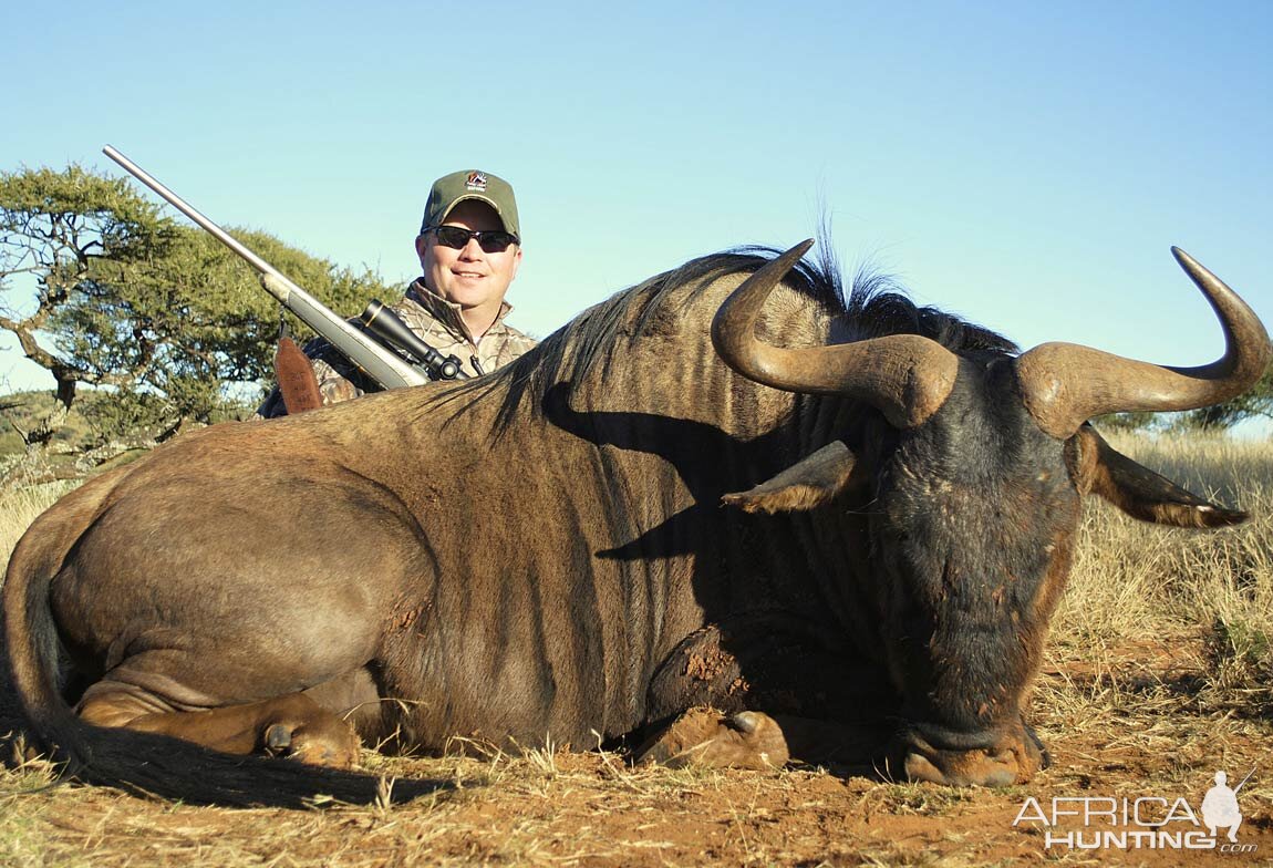 Blue Wildebeest Hunting in South Africa