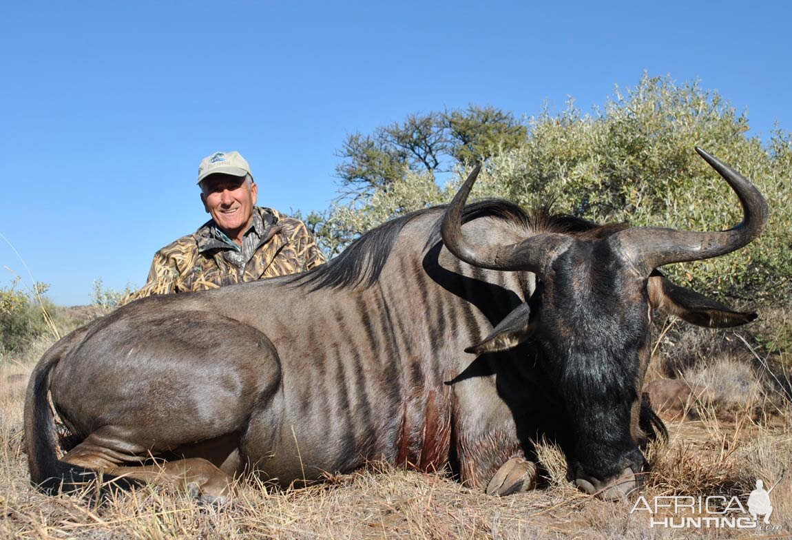 Blue Wildebeest Hunting in South Africa