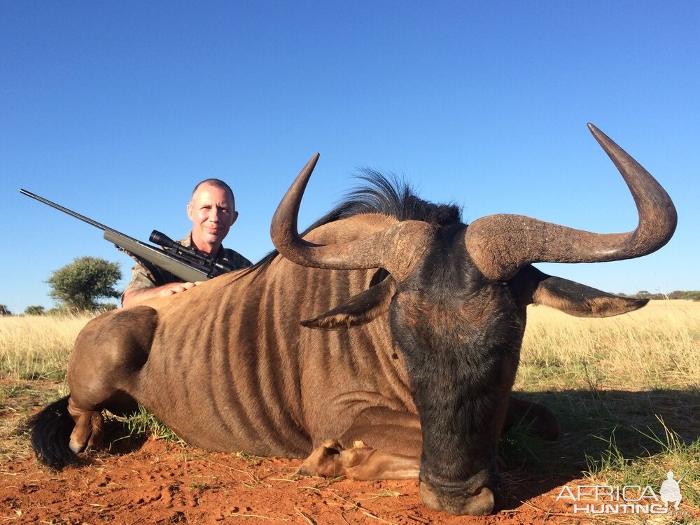 Blue Wildebeest Hunting in South Africa