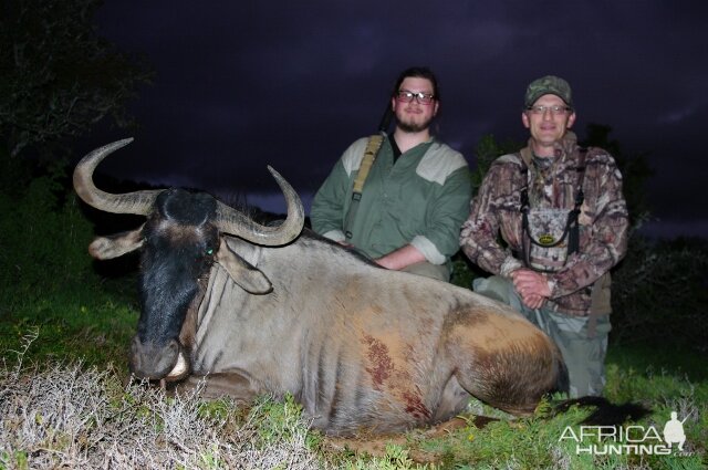 Blue Wildebeest Hunting in South Africa