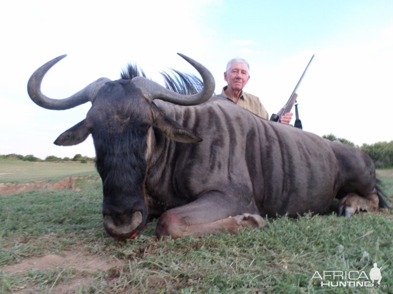 Blue Wildebeest Hunting in South Africa