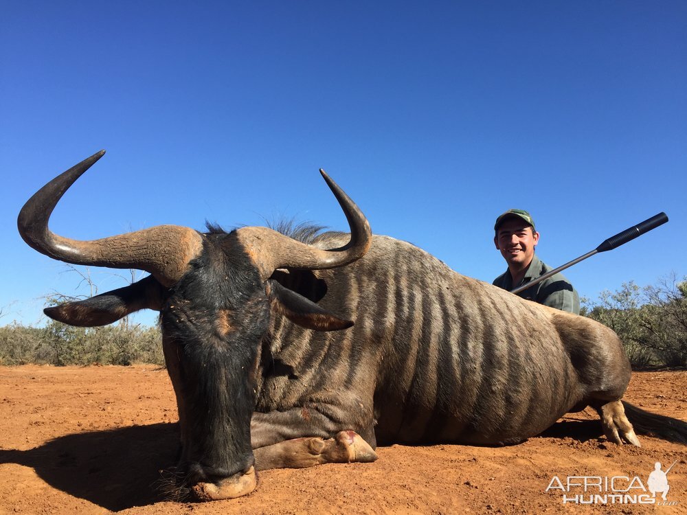 Blue Wildebeest Hunting in South Africa