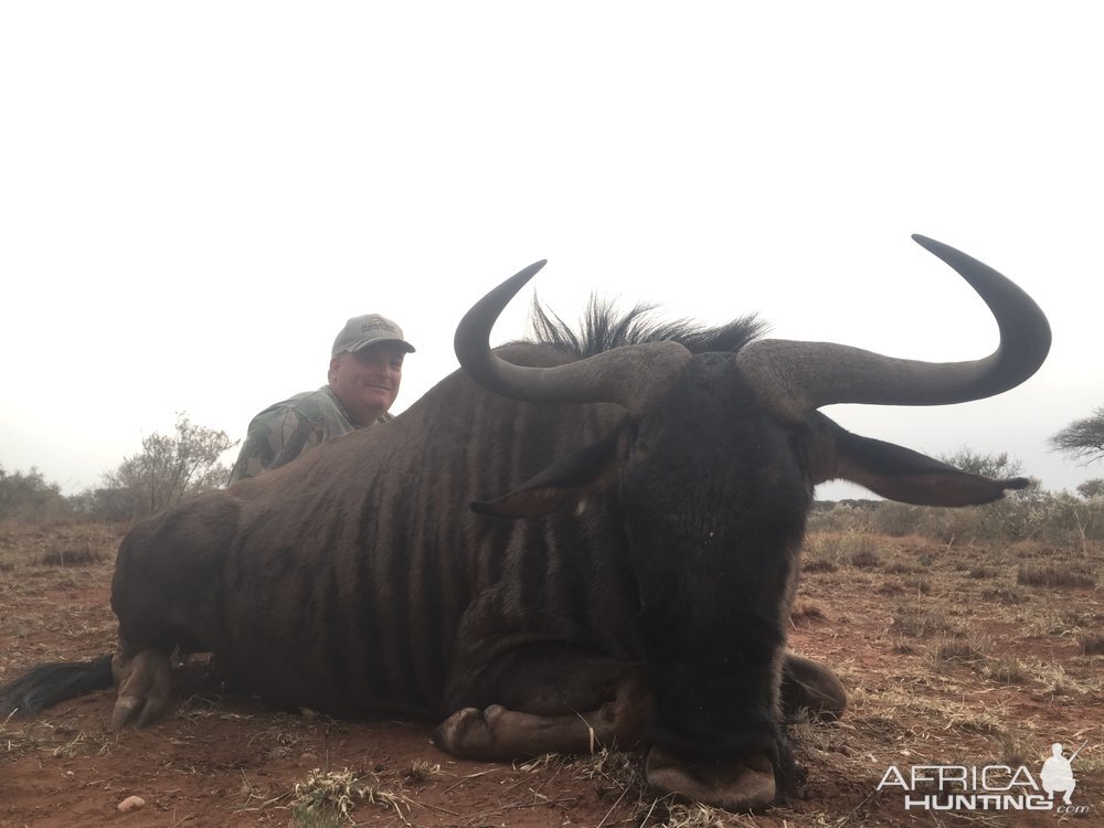 Blue Wildebeest Hunting in South Africa