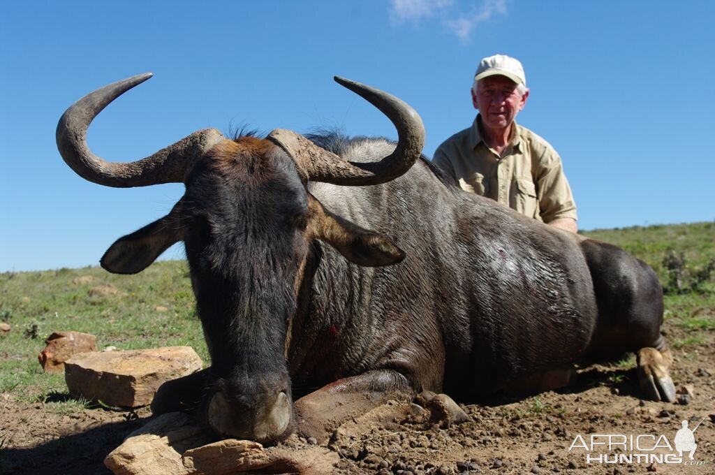 Blue Wildebeest Hunting in South Africa